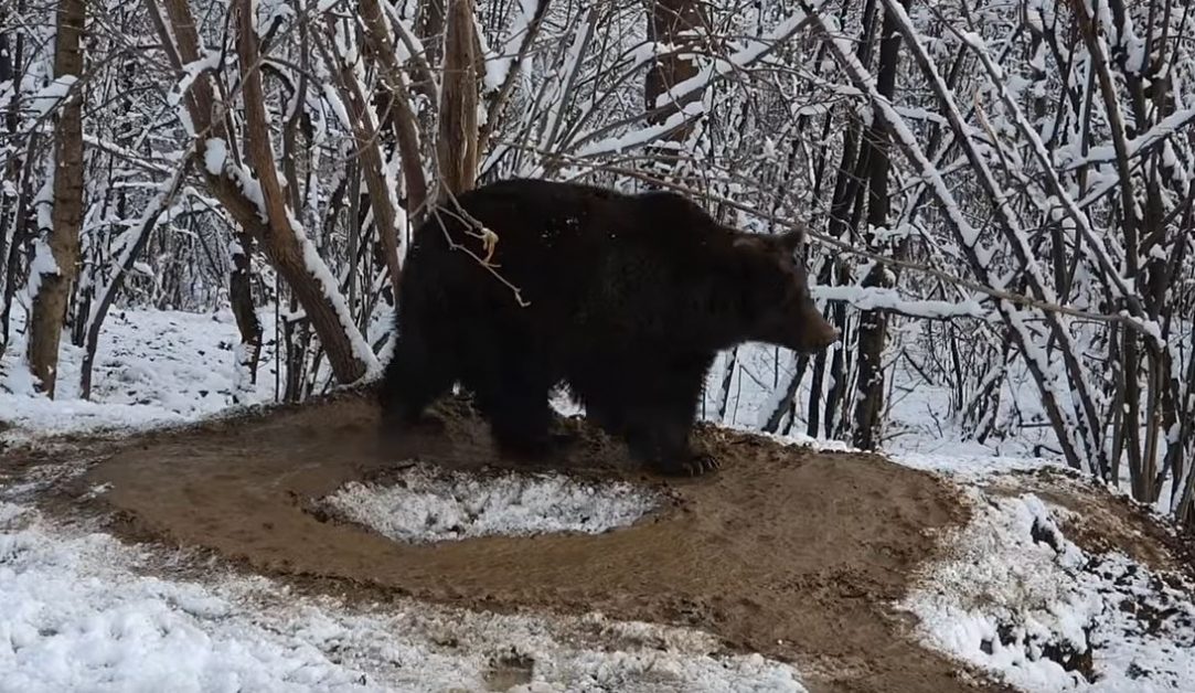 Ursoaica Ina, în sanctuarul de la Zărnești, învârtindu-se în cerc, într-o cușcă imaginară, după ce a stat 20 de ani în Parcul Zoo de la Piatra Neamț